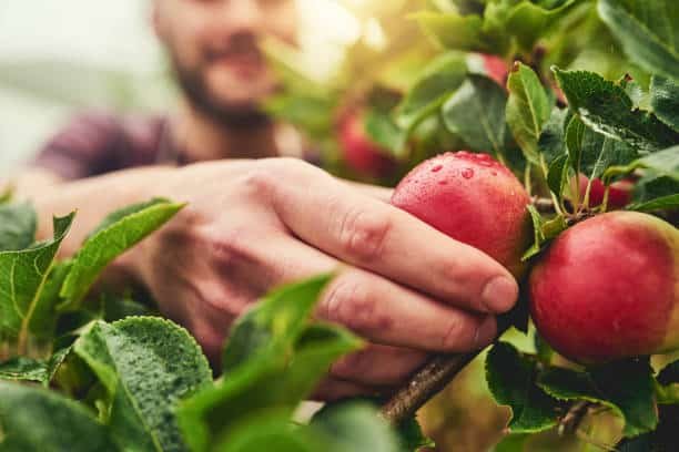 Apple Harvest for Juice Making